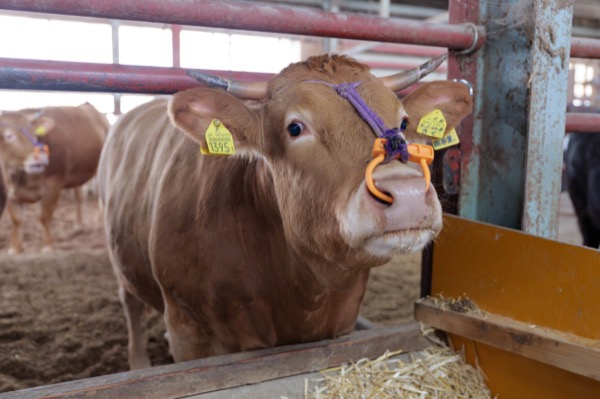 餌からこだわる、安心して食べられる牛肉